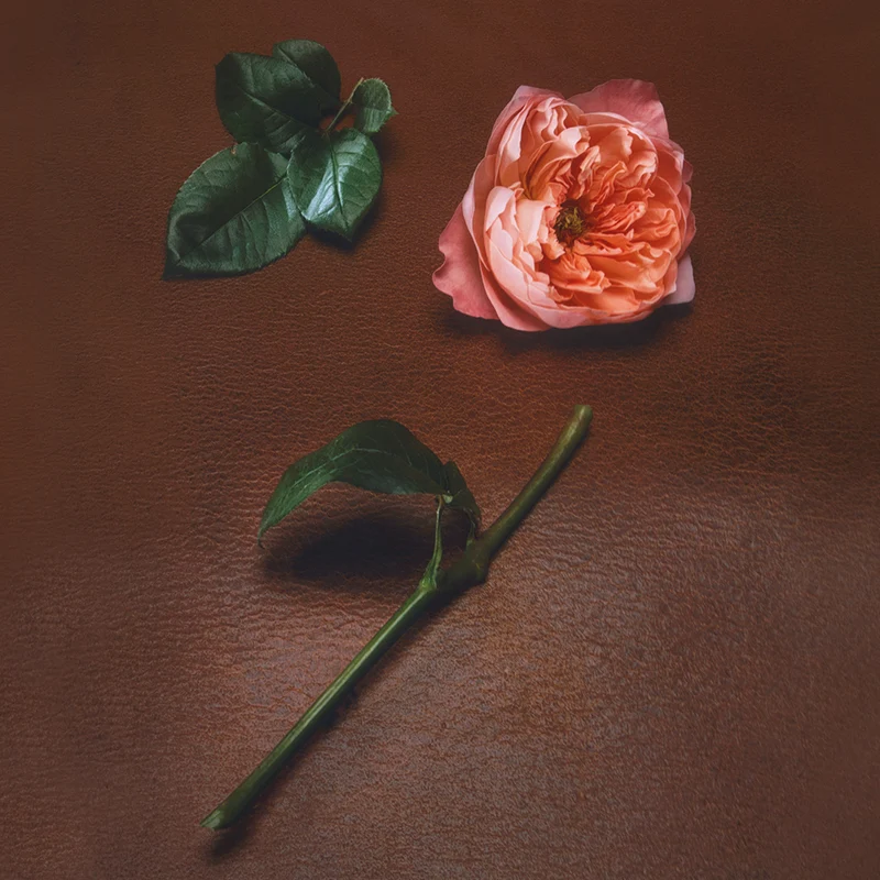 Rose Mosaïque Extract