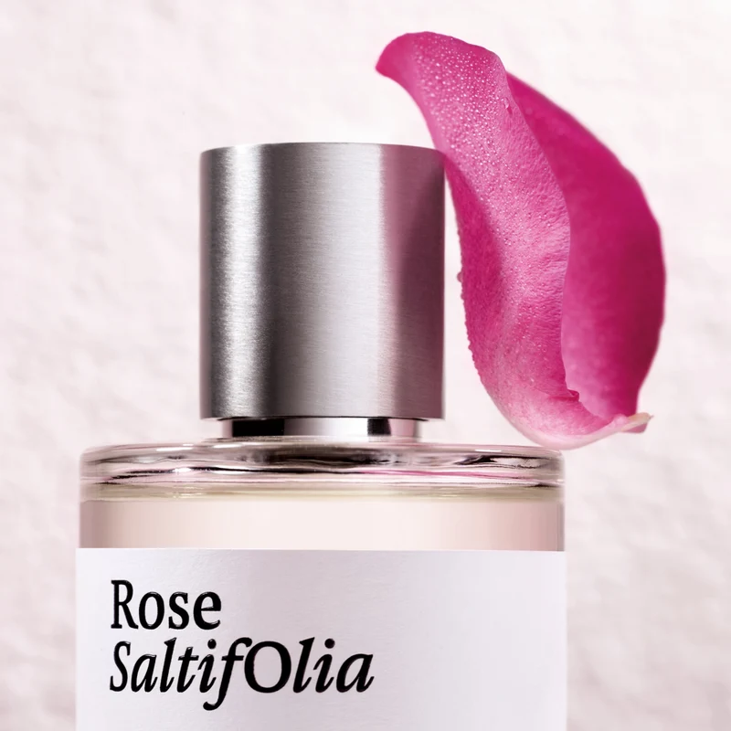 Rose Saltifolia